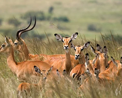 One-Day Mikumi Safari