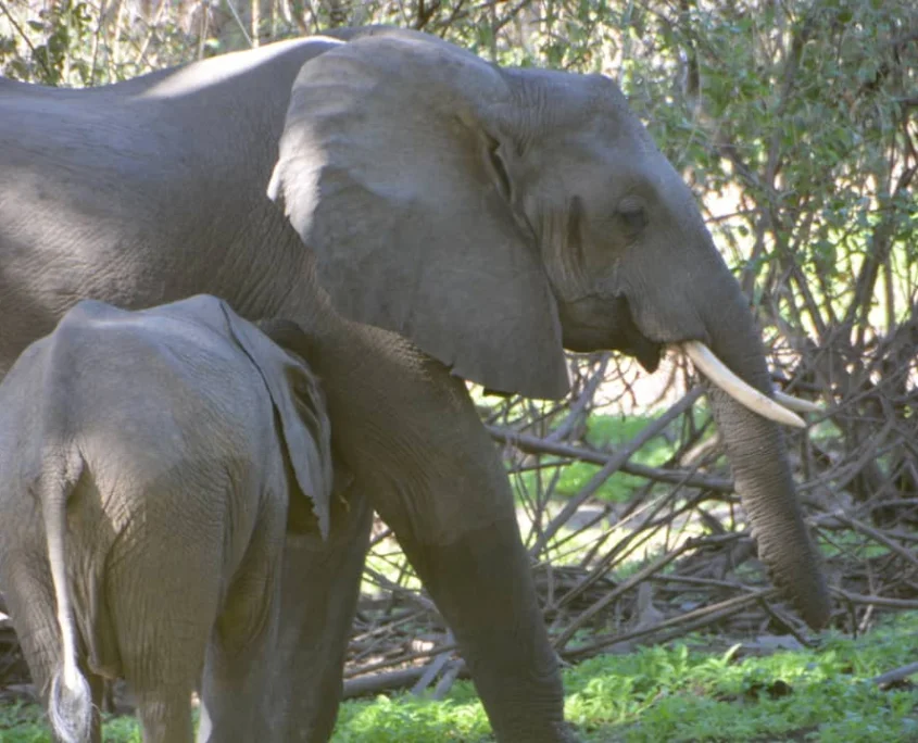 One-Day Selous Safari