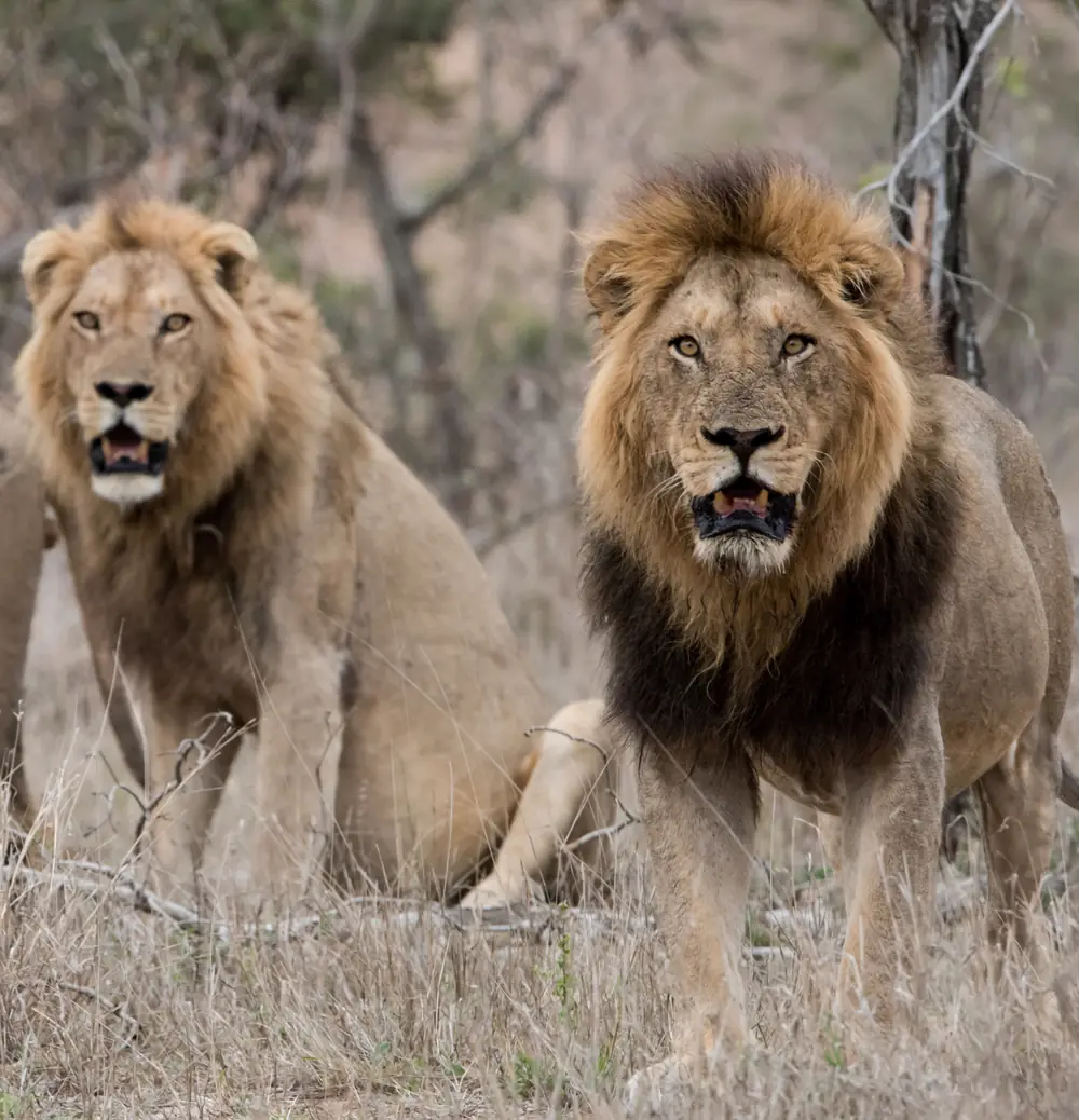 Tanzania Safaris