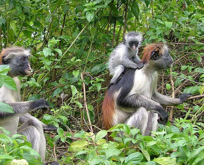 Jozani Forest + Spice Farms & Stone Town